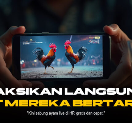 Mengenal Ayam Bangkok, Raja di Arena Sabung Ayam SV388