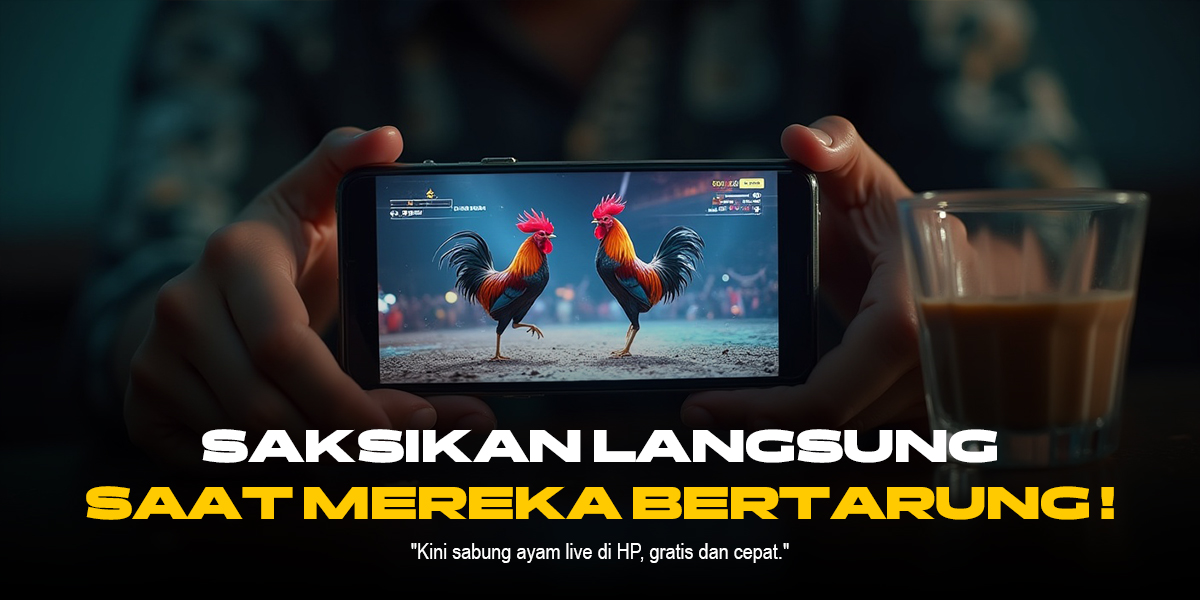 Mengenal Ayam Bangkok, Raja di Arena Sabung Ayam SV388