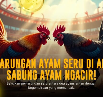 Mengenal Ayam Bangkok SV388, Raja Sabung Ayam Online